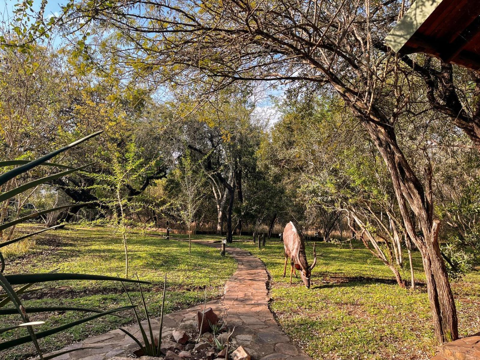 Mbuluzi Game Reserve Simunye Zimmer foto